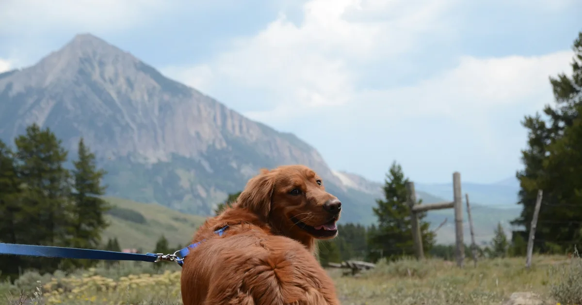 Dog-Friendly Sedona: Trails, Hotels & Patios Guide (2026)